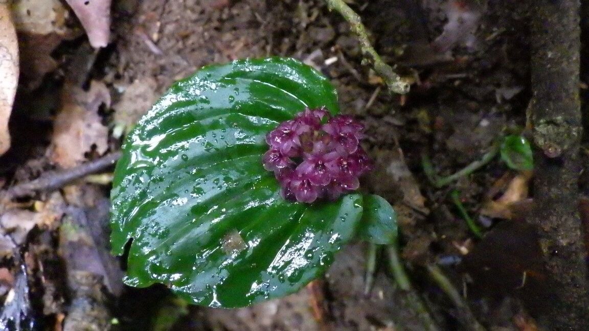 Malaxis maclaudii — search result for 'Malaxis'