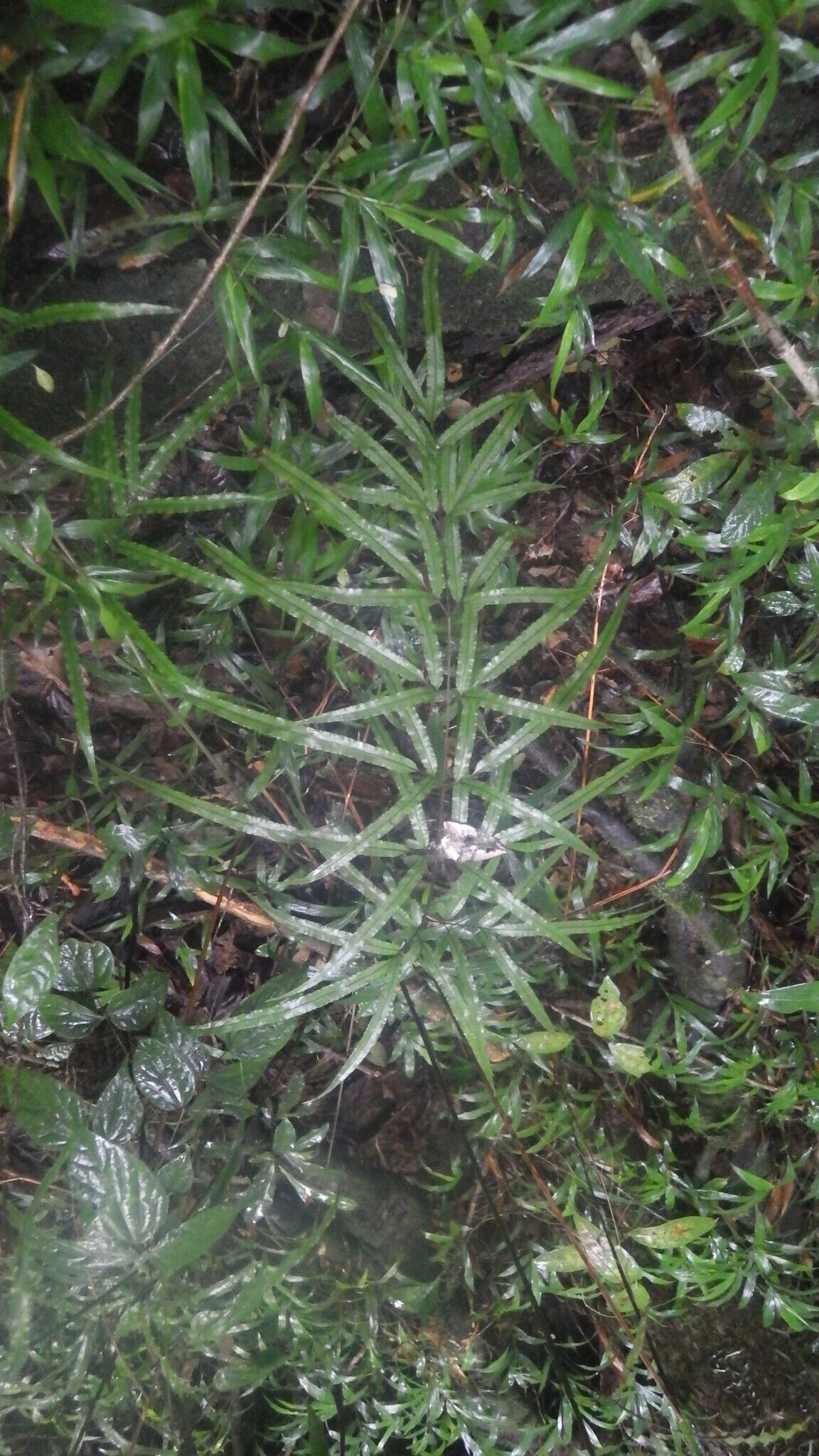 Pteris rasoloheryana leaf