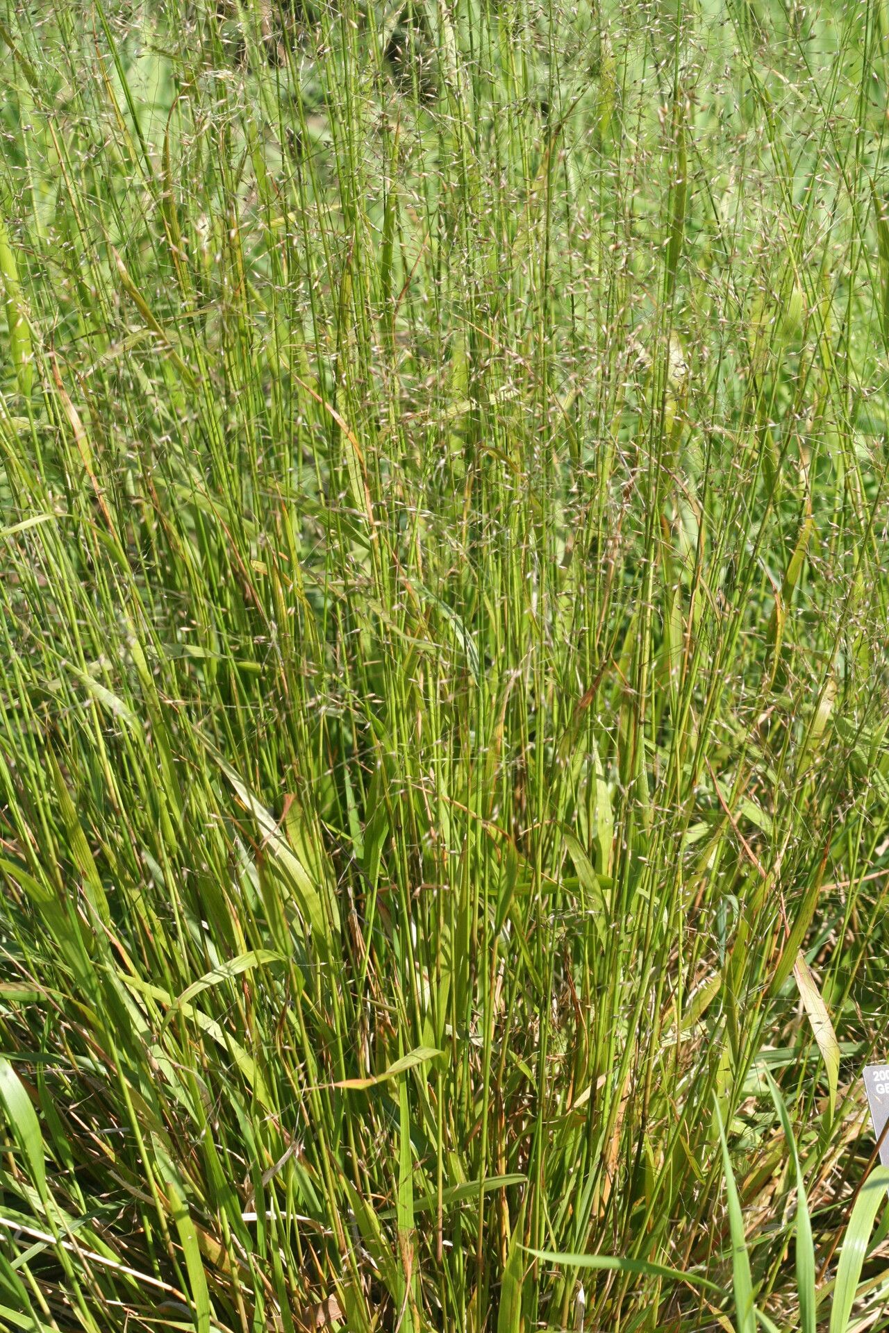 Achnatherum virescens — houseplant care guide