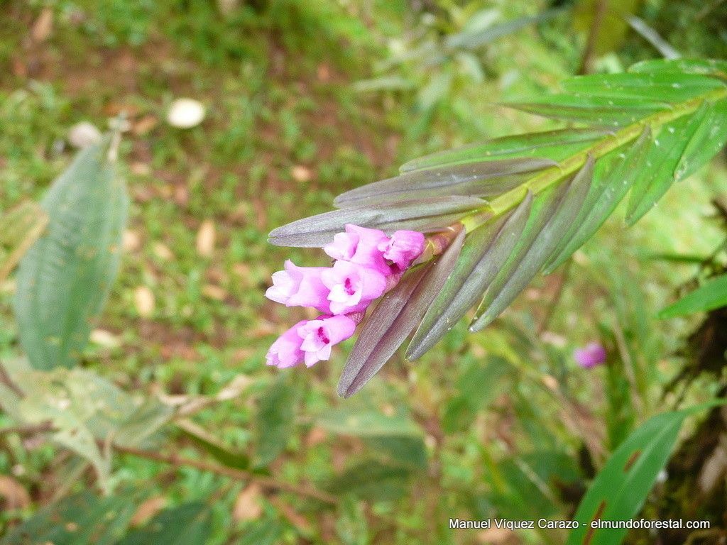 Isochilus linearis — houseplant care guide