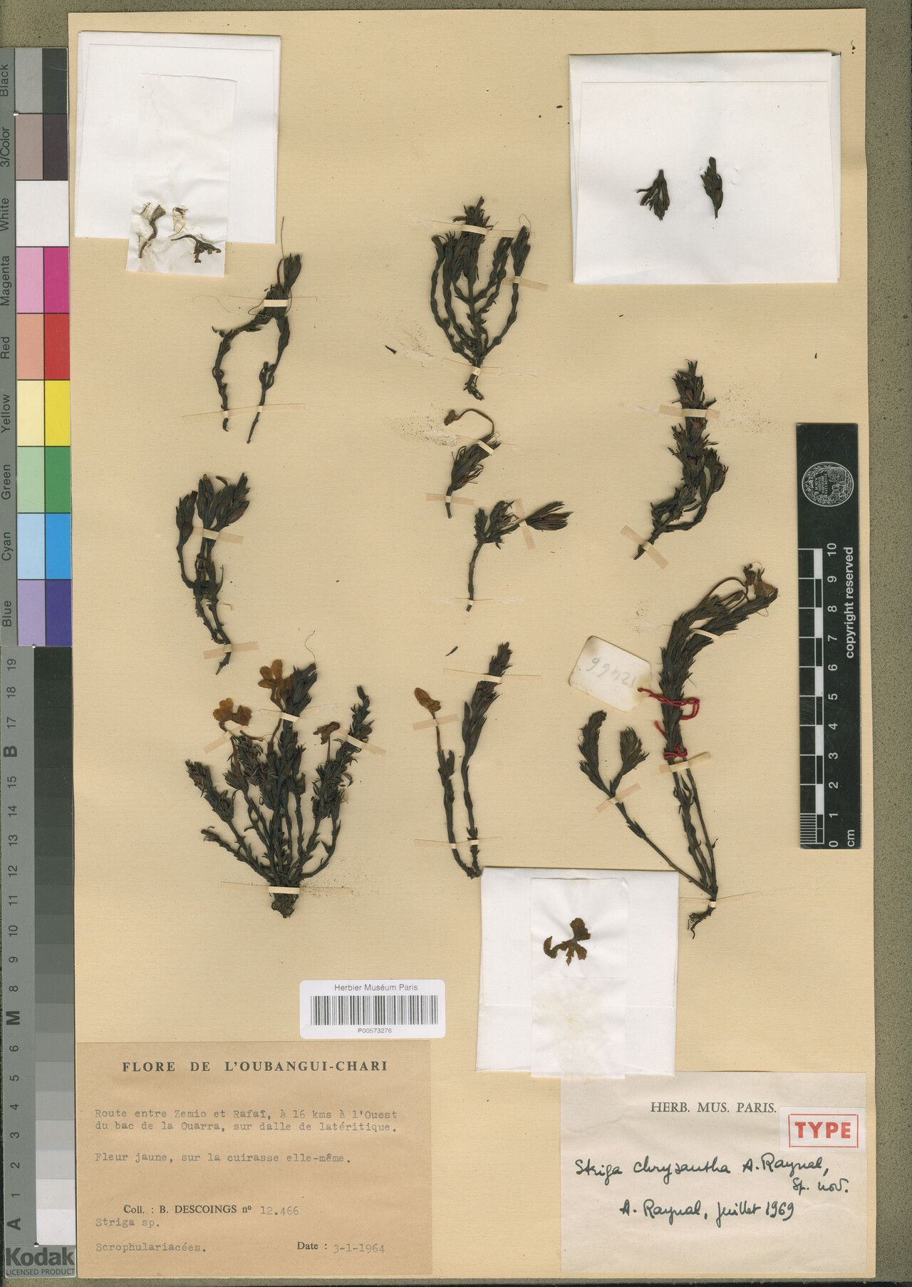 Striga chrysantha — houseplant care guide