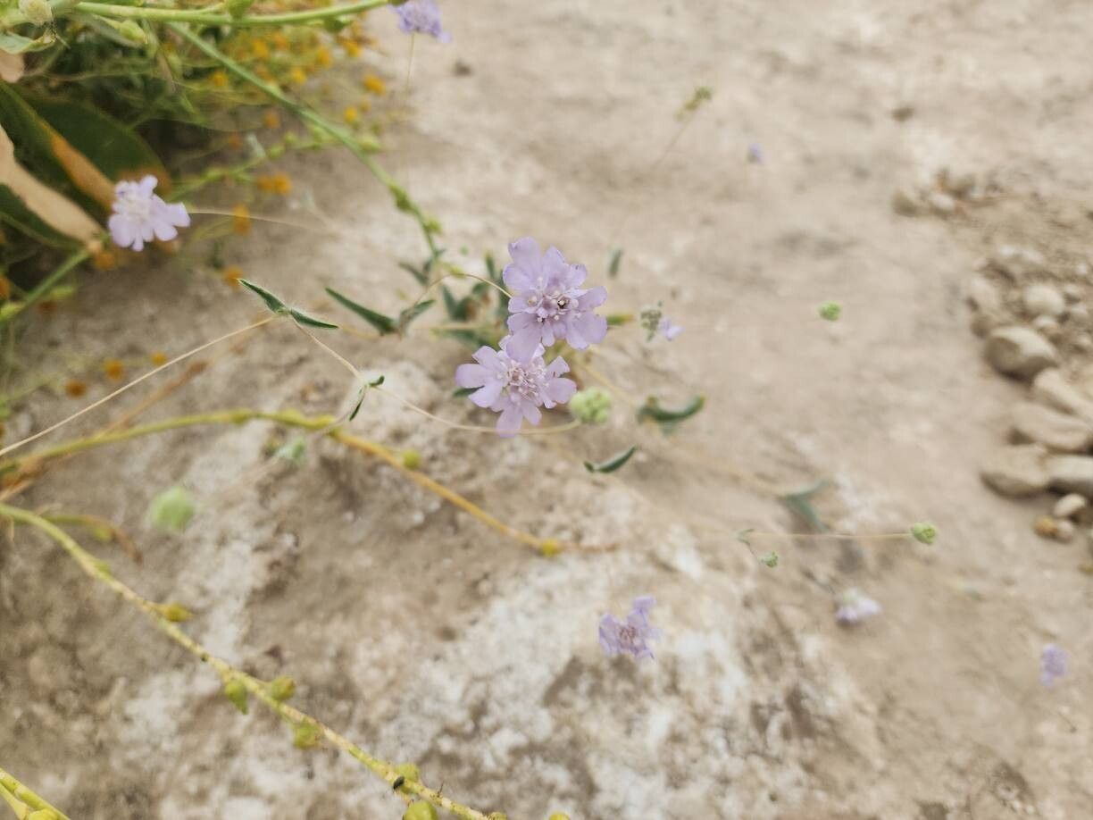 Lomelosia olivieri habit