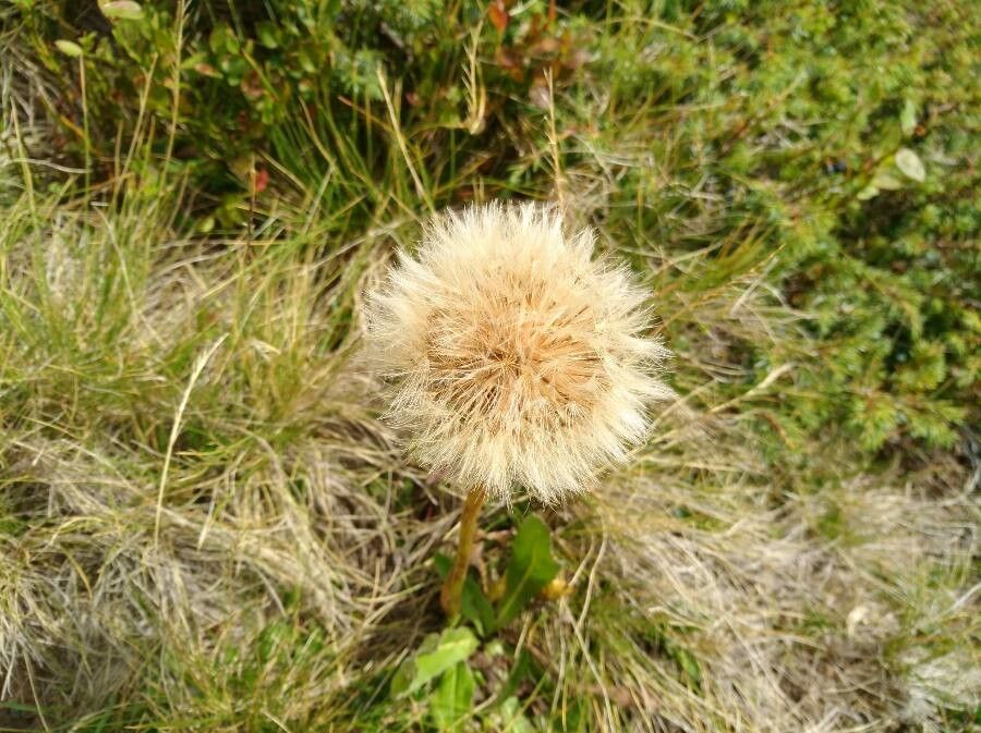Hieracium berardianum fruit