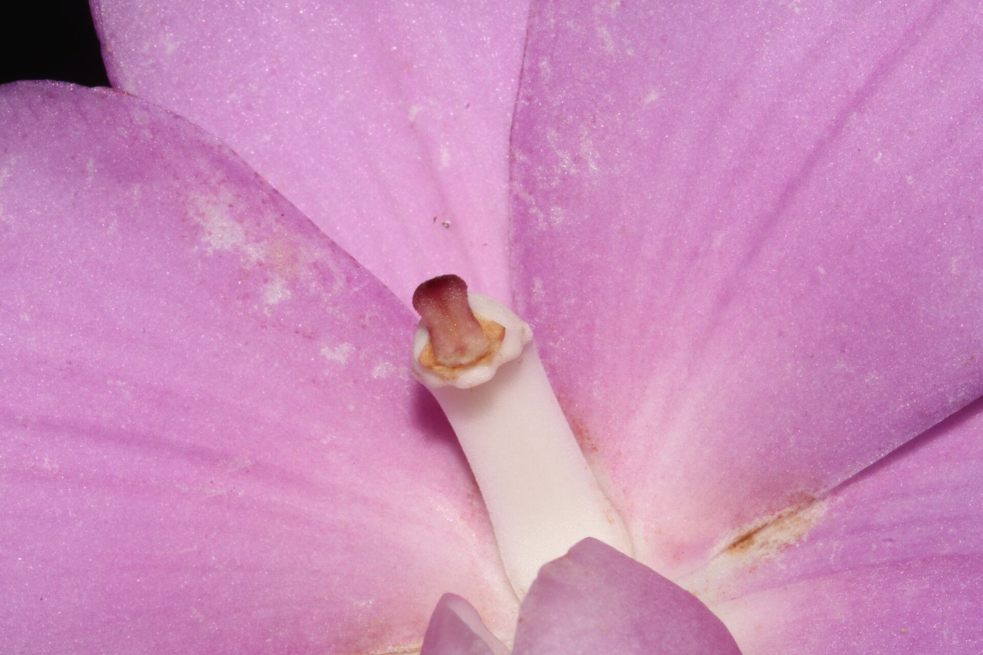 Eulophia roempleriana flower