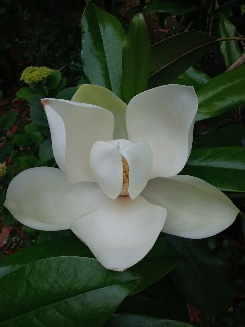 Magnolia × elegantifolia flower
