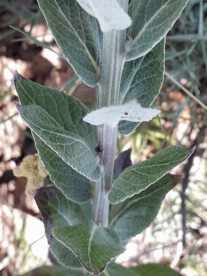 Verbascum lychnitis leaf