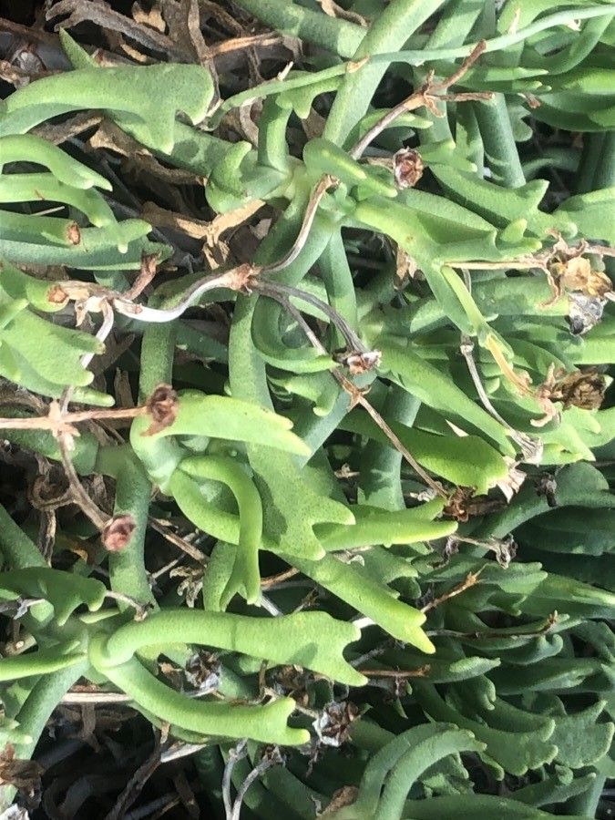 Rhombophyllum dolabriforme — search result for 'Aizoaceae'