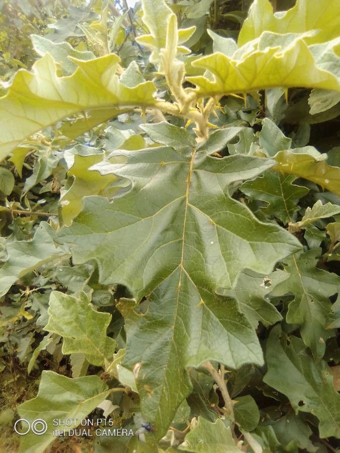 Solanum sessilistellatum — houseplant care guide