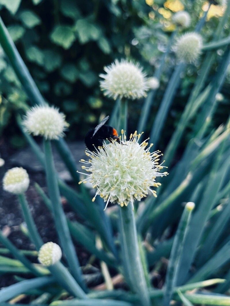 Allium fistulosum flower
