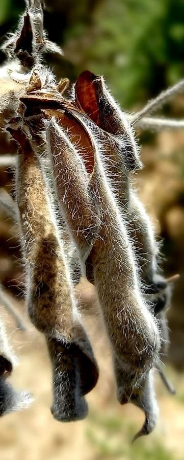 Lupinus alopecuroides fruit