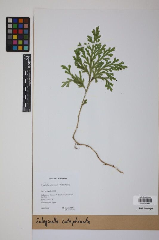 Selaginella cataphracta — houseplant care guide