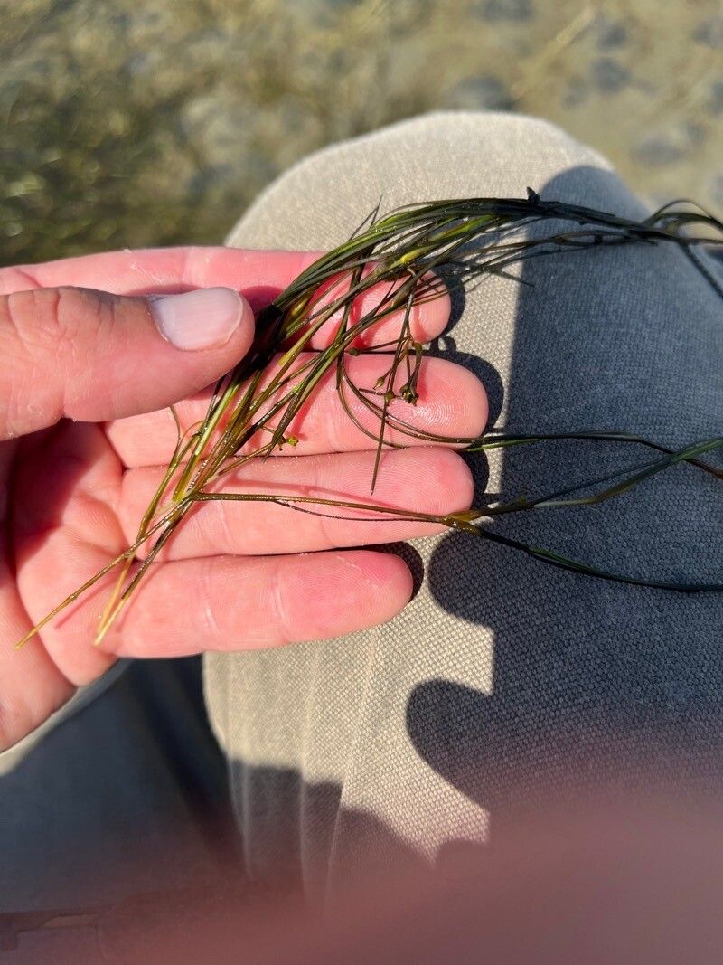 Ruppia maritima — related species from the same genus