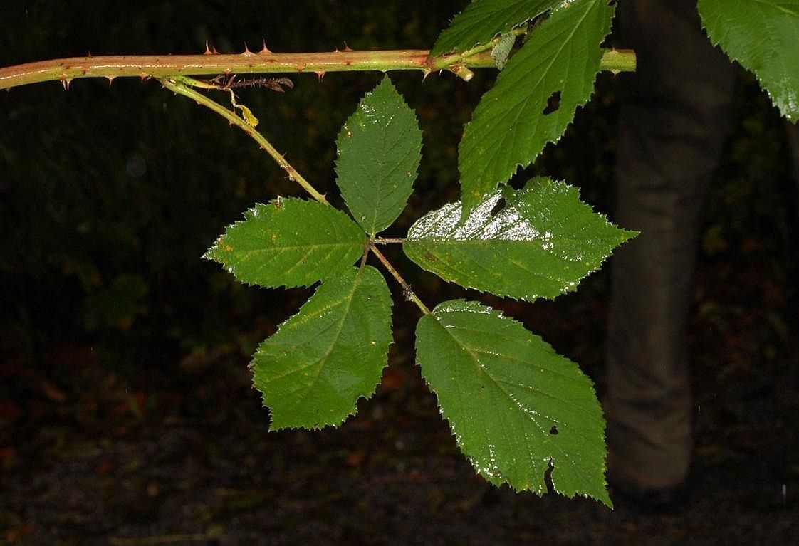 Rubus suevicola — houseplant care guide