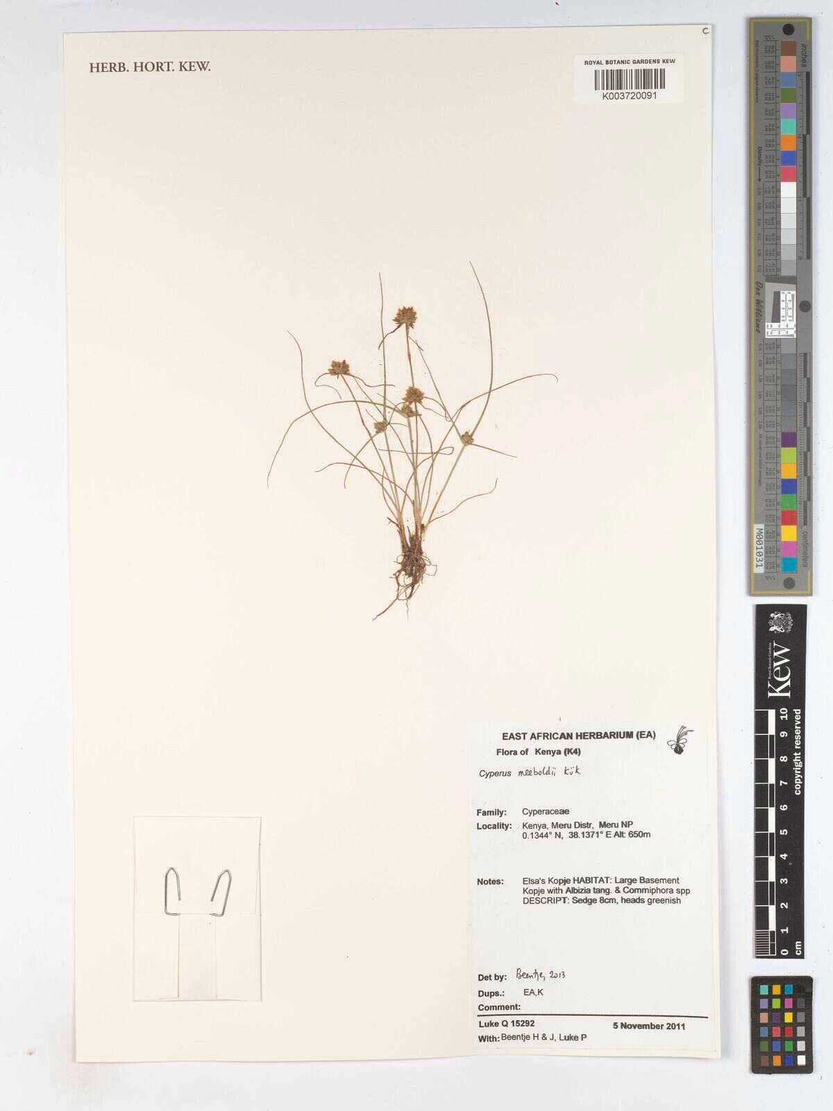 Cyperus meeboldii — houseplant care guide