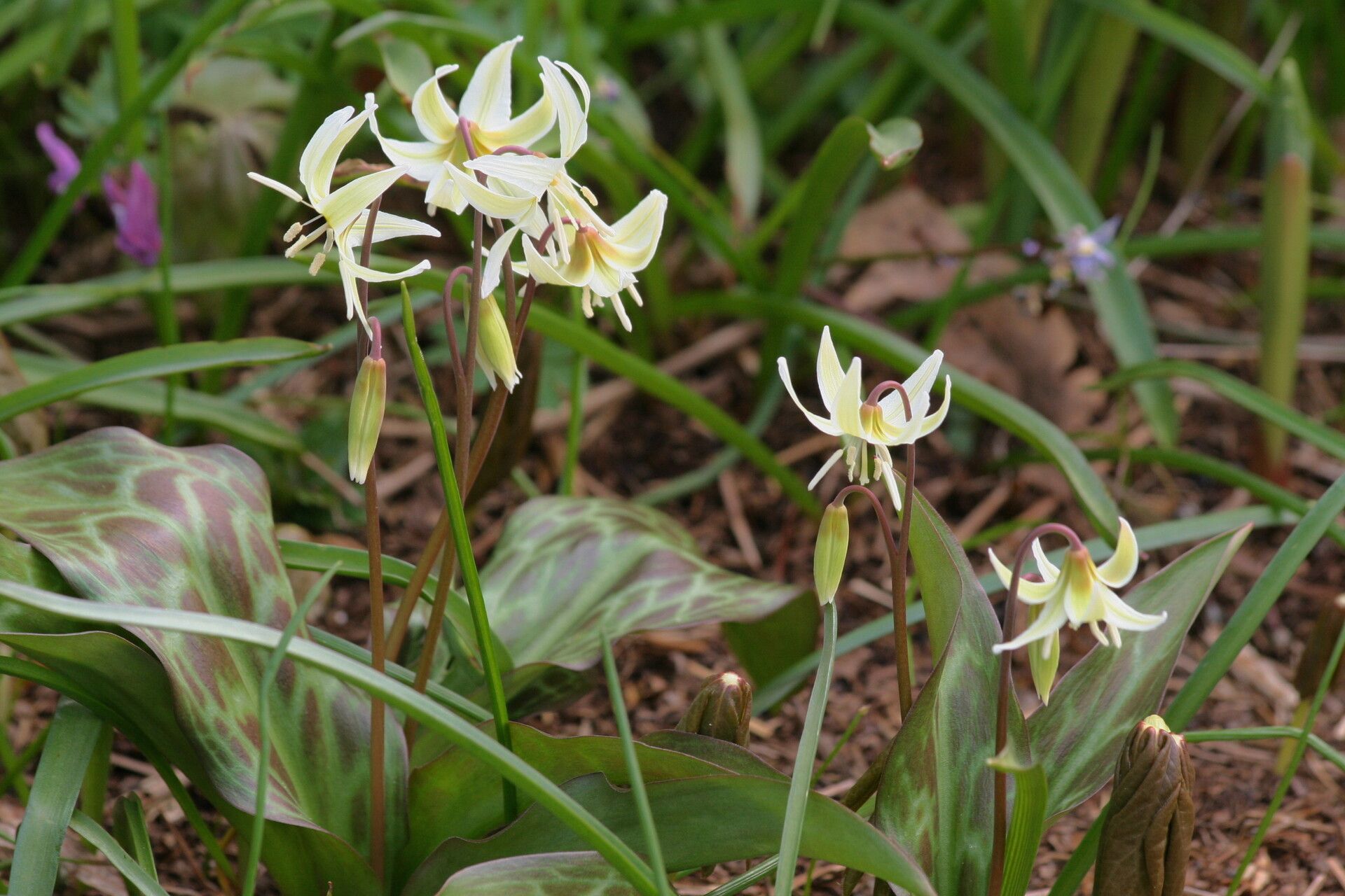 Erythronium howellii — search result for 'Erythronium'