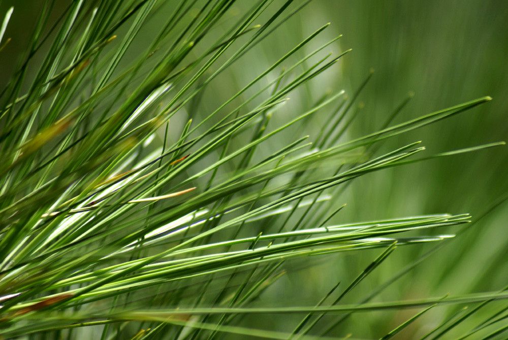 Pinus caribaea leaf