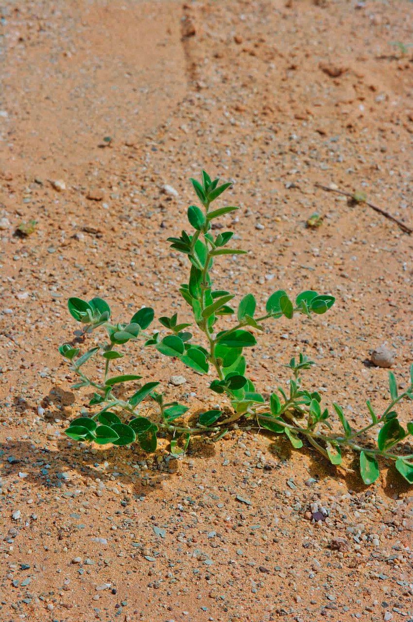Indigofera cordifolia habit