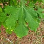 Tithonia rotundifolia