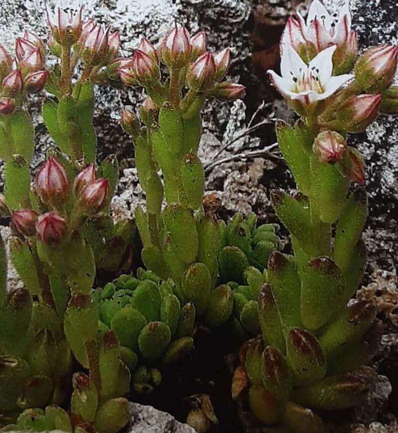 Prometheum tymphaeum — related species from the same genus