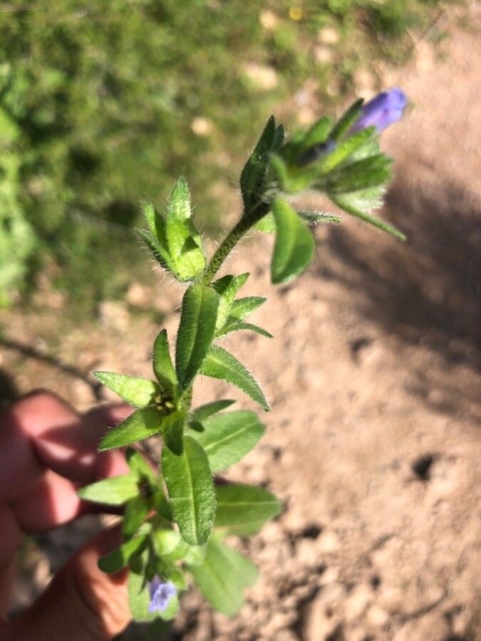 Echium parviflorum — search result for 'Echium'