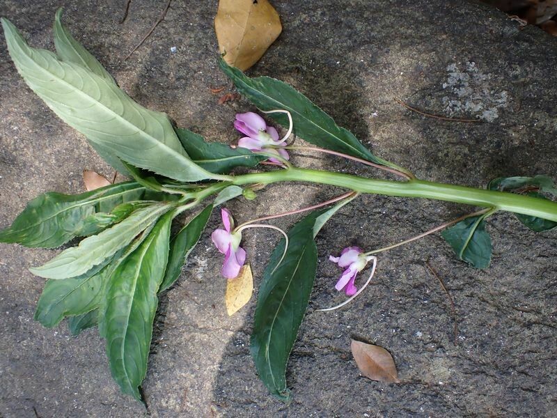 Impatiens irvingii flower