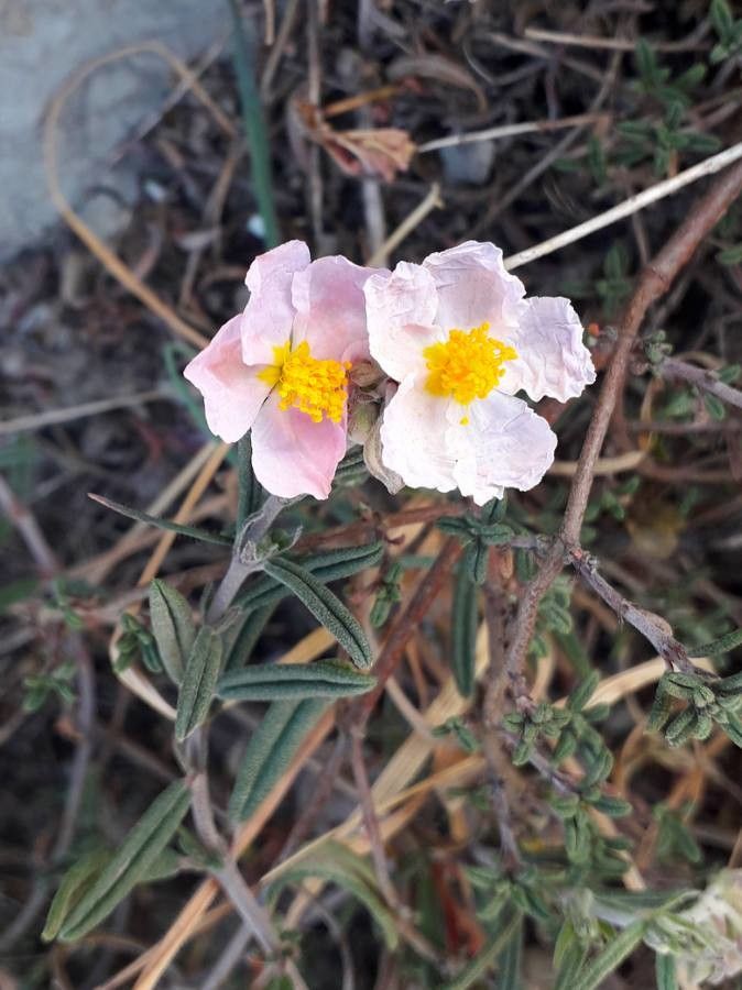 Helianthemum apenninum flower
