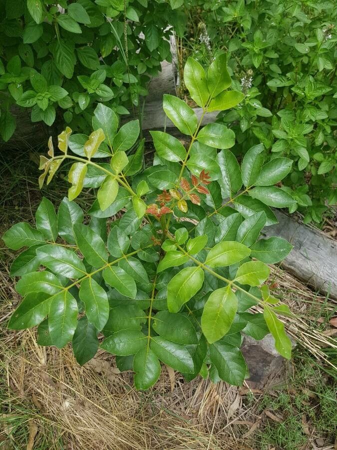 Pleiogynium timoriense leaf