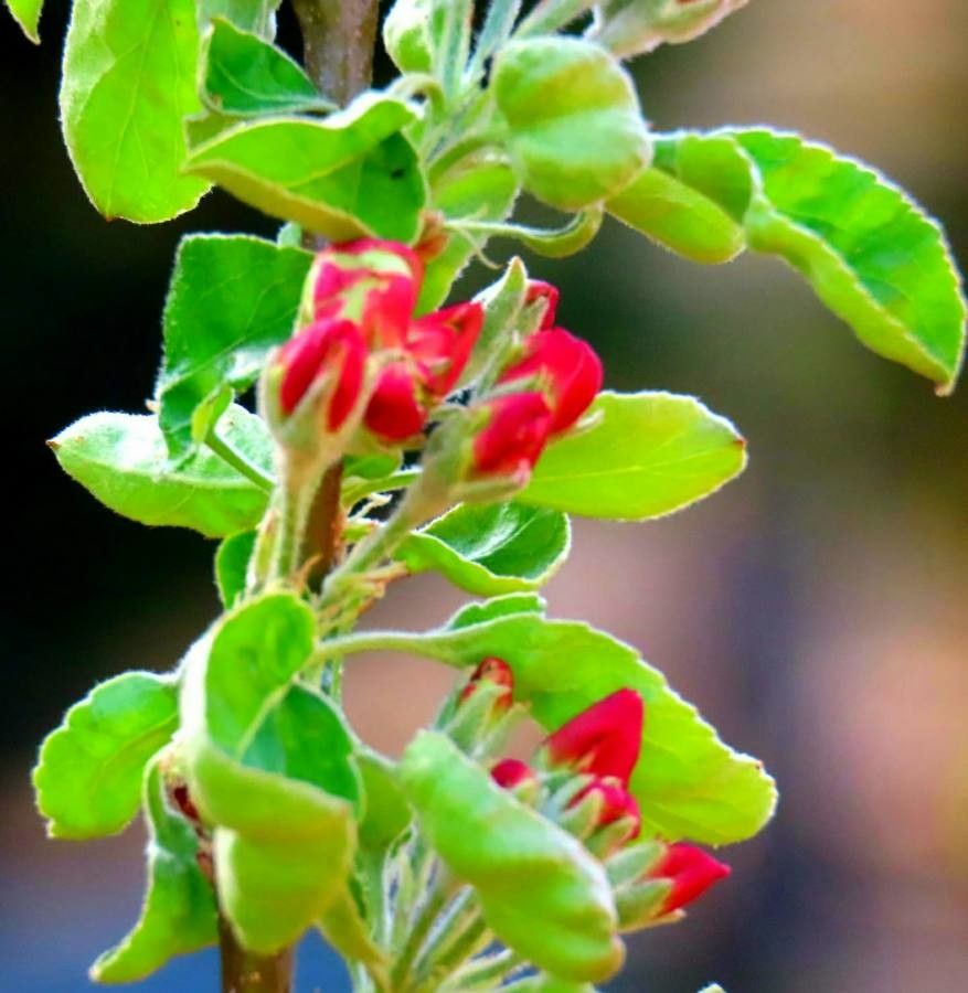 Withania somnifera flower