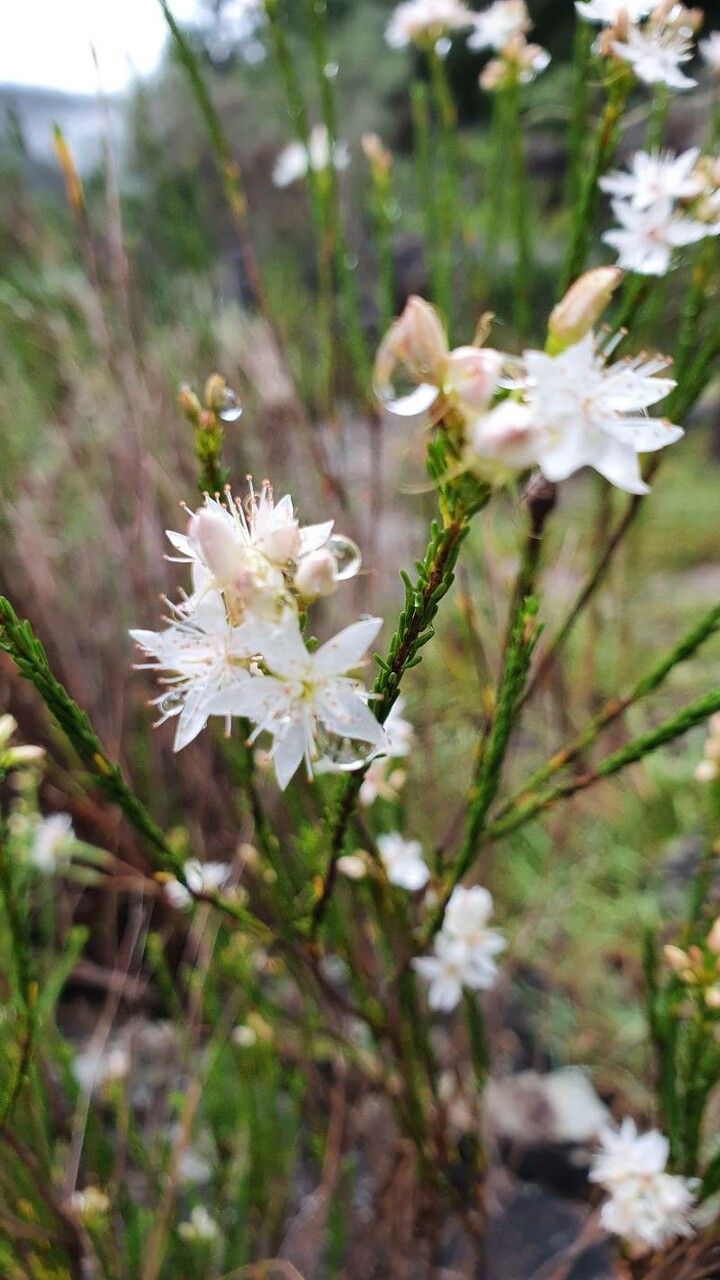 Calytrix tetragona flower