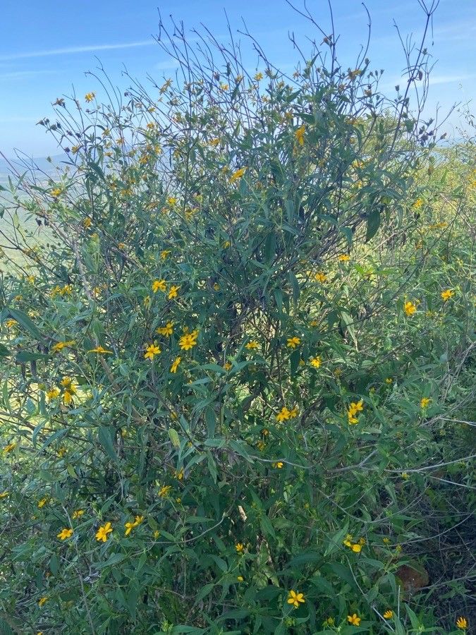 Aspilia mossambicensis habit