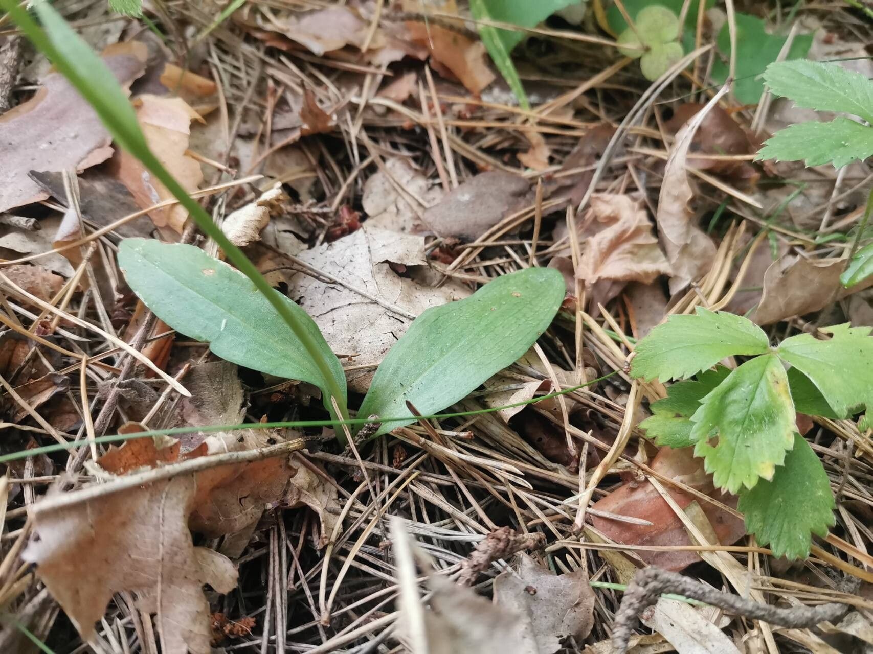 Hemipilia cucullata — houseplant care guide