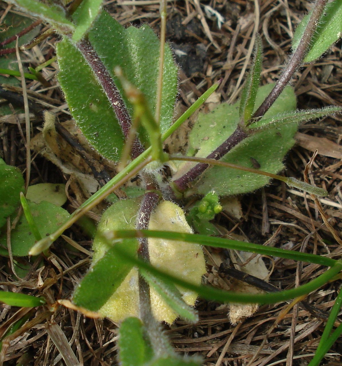 Draba nemorosa habit