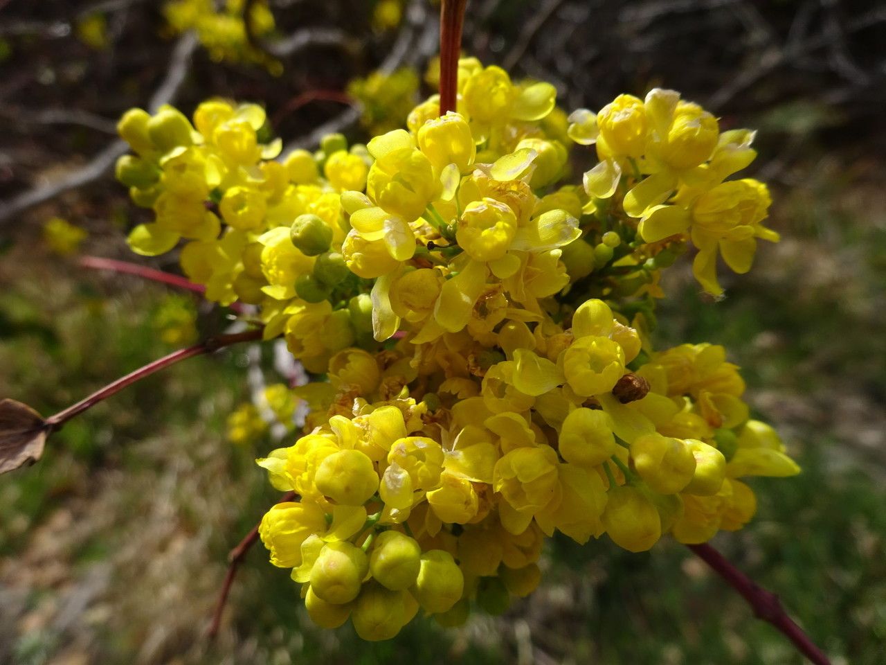 Berberis wilcoxii — search result for 'Mahonia'