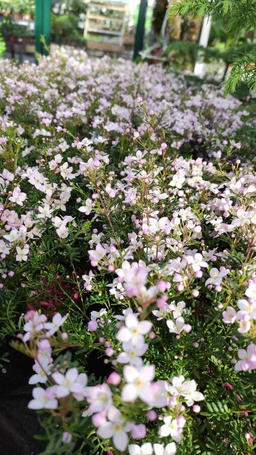 Boronia fraseri habit