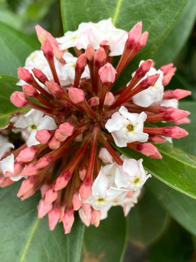 Acokanthera schimperi flower