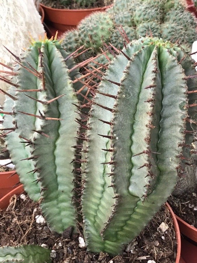 Euphorbia horrida — unique fruits houseplant