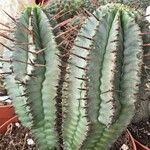 Euphorbia horrida