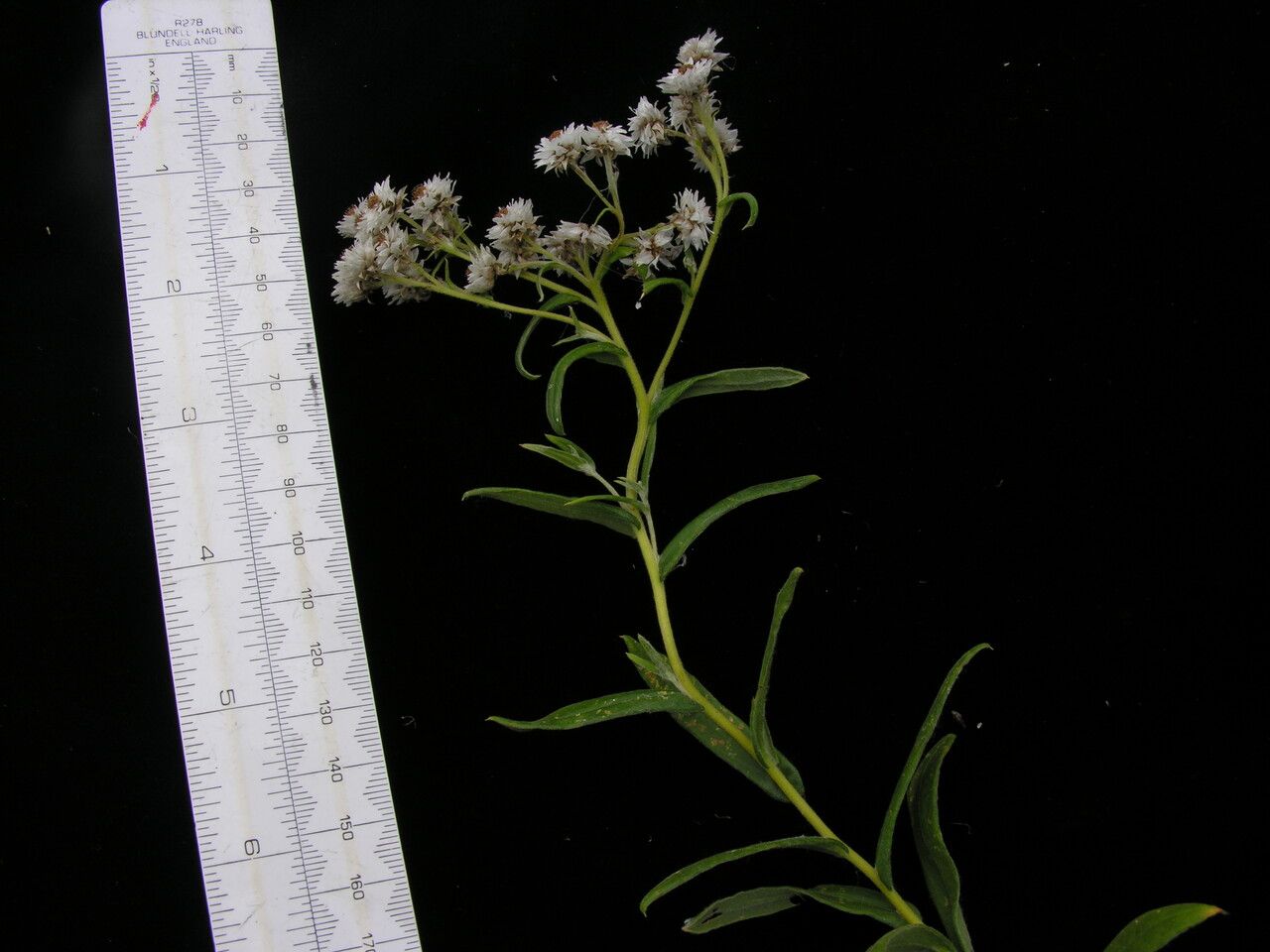 Anaphalis griffithii other