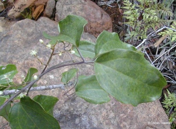 Clematis novocaledoniaensis leaf