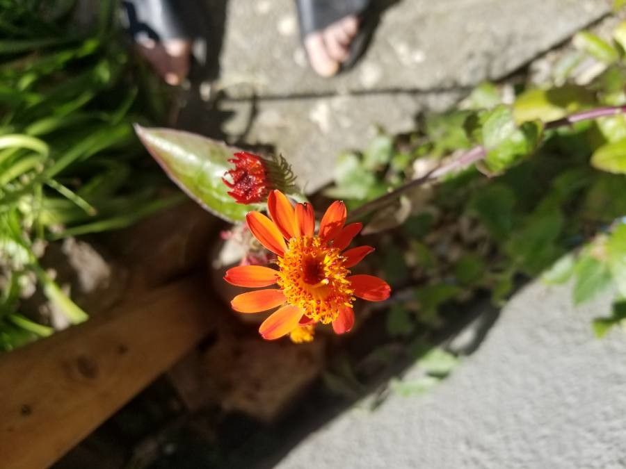 Raillardella pringlei — houseplant care guide