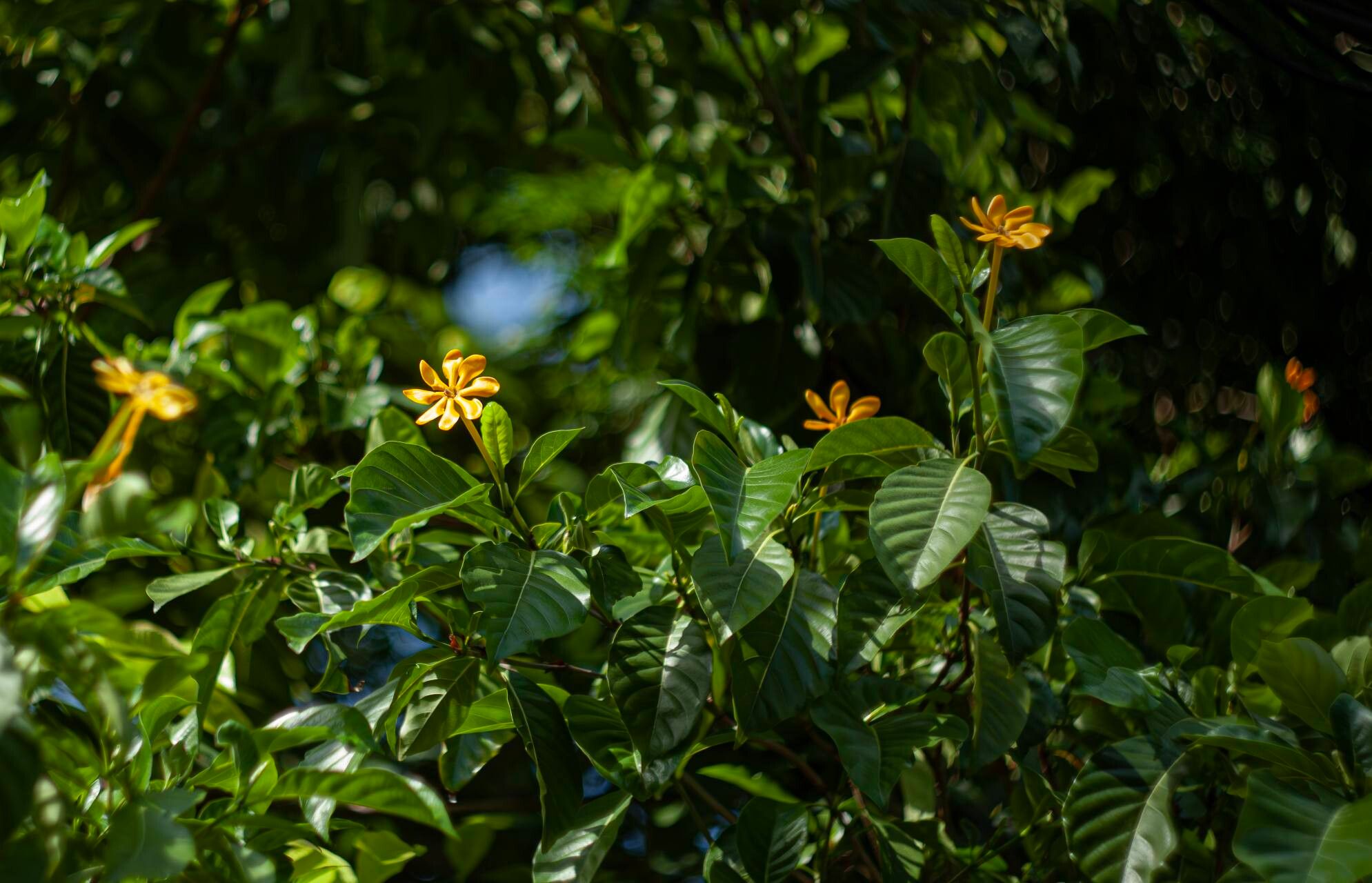 Gardenia tubifera flower