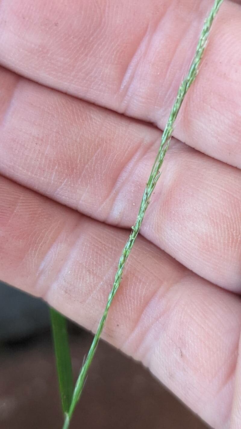 Muhlenbergia schreberi flower