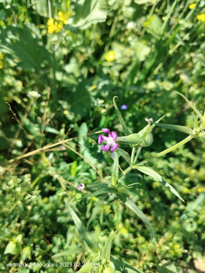 Silene conoidea flower