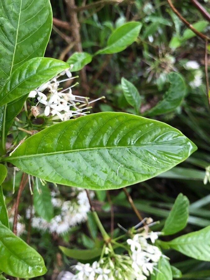 Ixora timorensis — search result for 'Ixora'