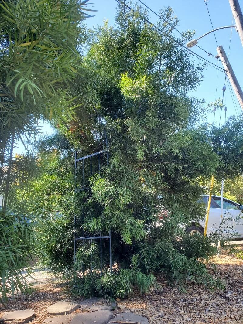 Podocarpus salignus habit