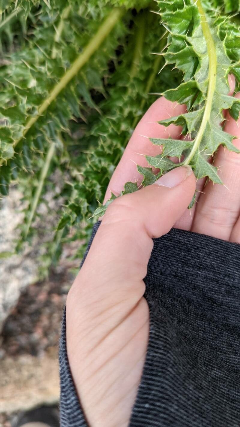 Cirsium eatonii leaf
