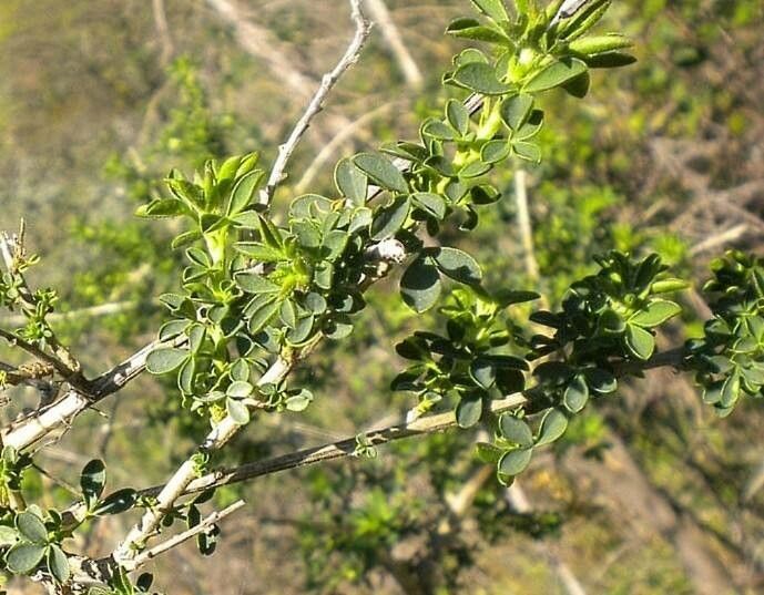 Adenocarpus telonensis leaf