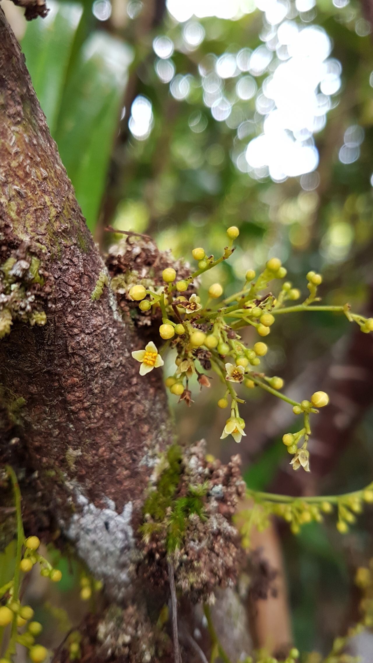 Euroschinus vieillardii flower