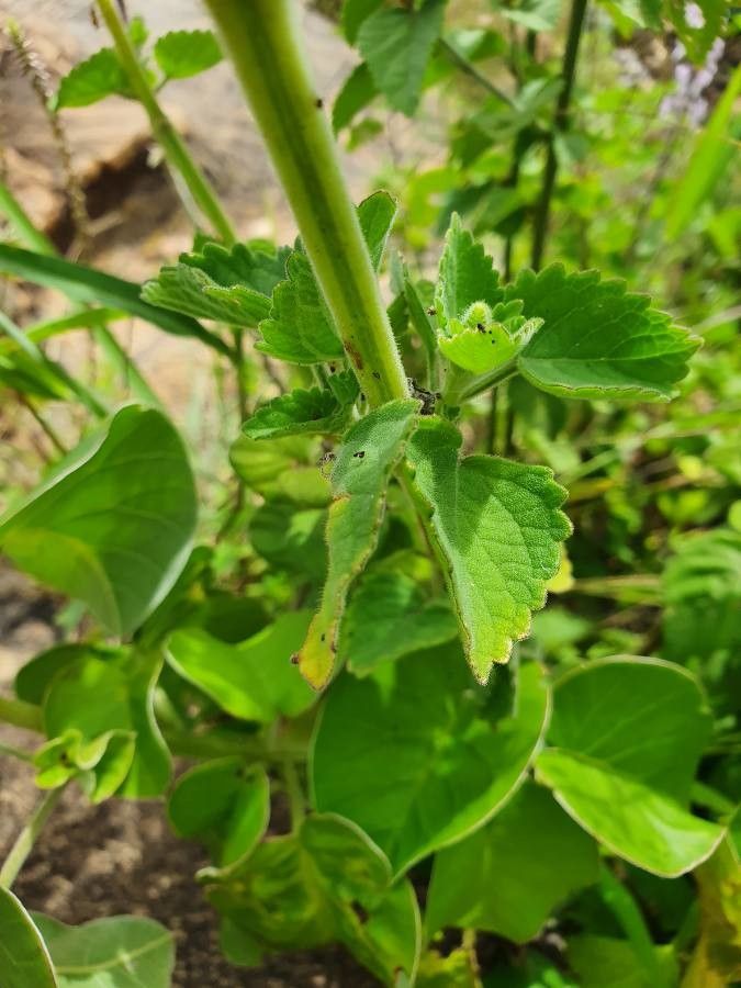 Orthosiphon rubicundus — houseplant care guide