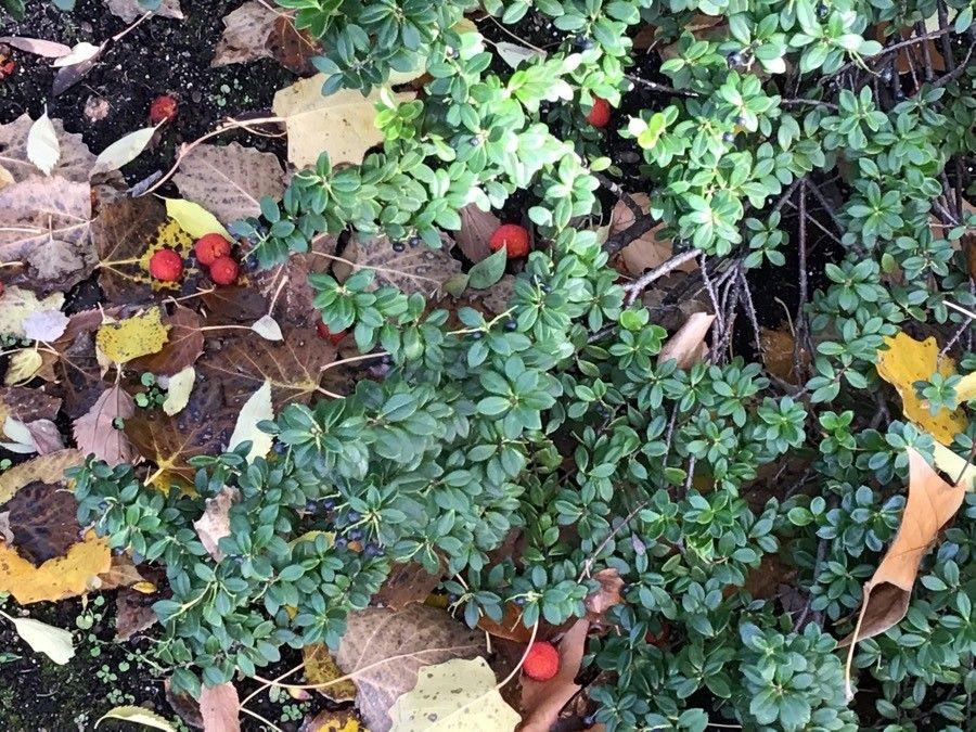 Vaccinium deliciosum — search result for 'Vaccinium'